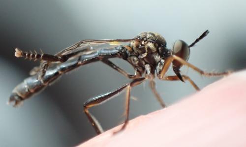 Dioctria hyalipennis